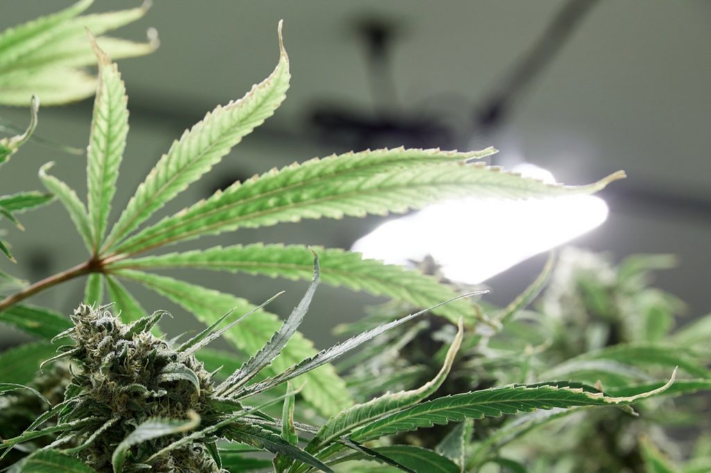 Tips To Choose Indoor Cannabis Grow Lights