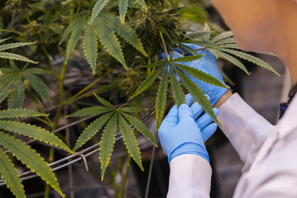 Unlocking the Magic of CBG Flowers